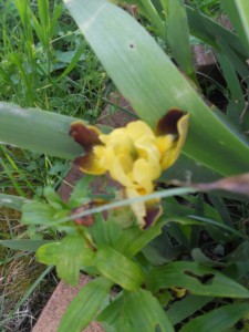 iris bicolore